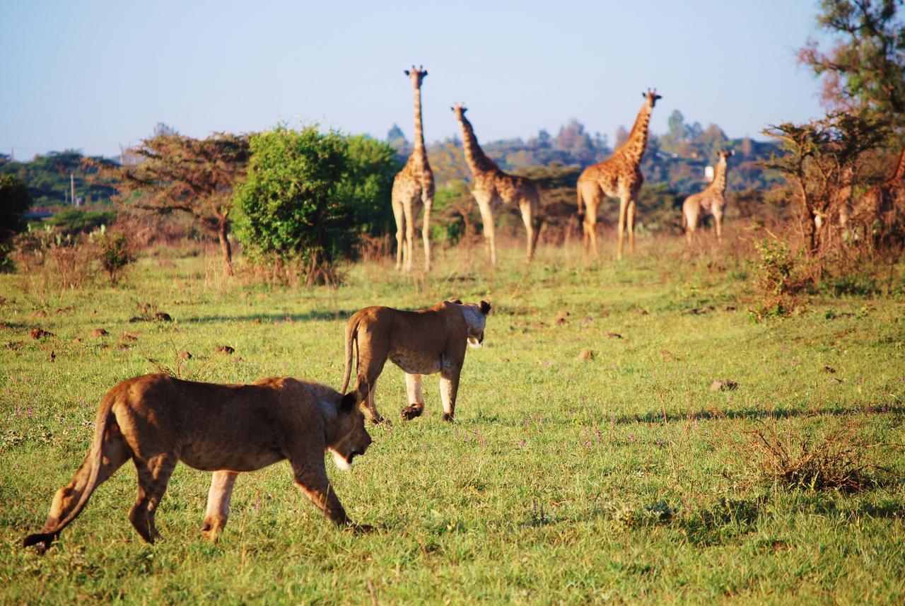 Ololo Safari Lodge Nairobi Exterior photo